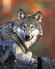 The Wolf 1 Doctrinal Problems of TPM - The Chief Pastor?